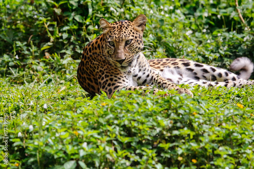 leopard © boon