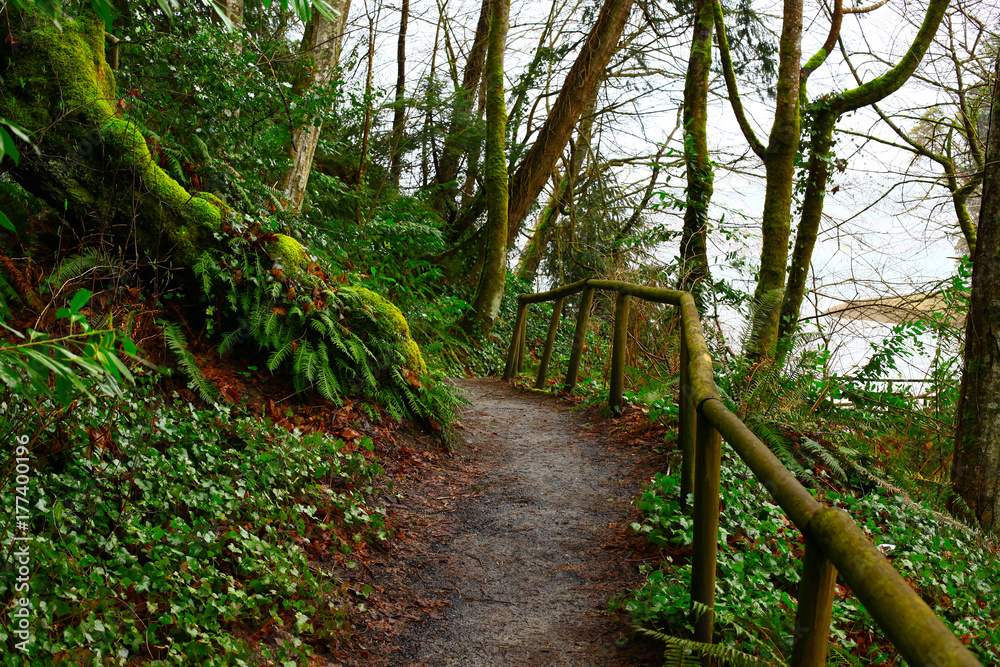 Fototapeta premium a picture of an Pacific Northwest forest trail