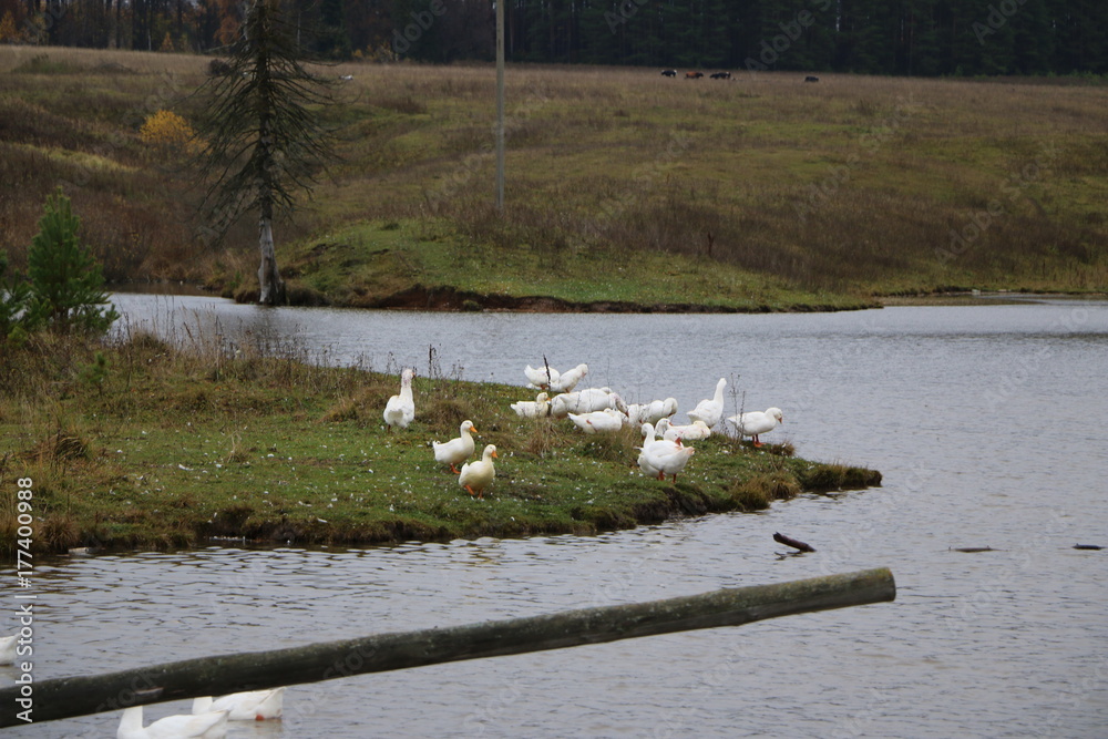 Obraz premium a flock of white geese bathing in the river and walking along the shore