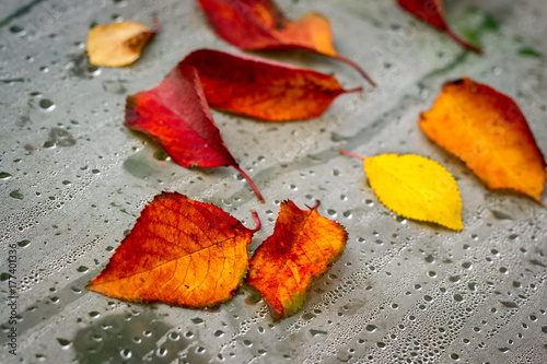 November multicolored leaves on a wet surface