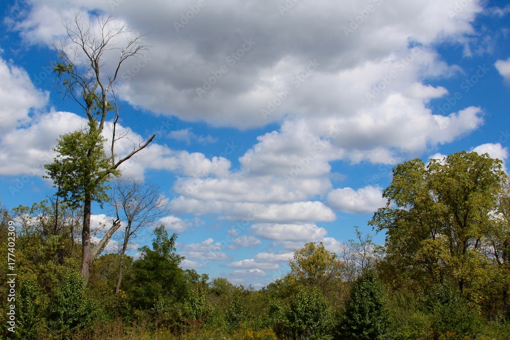 The fluffy white clouds above the treetops. The fluffy white clouds above the treetops.