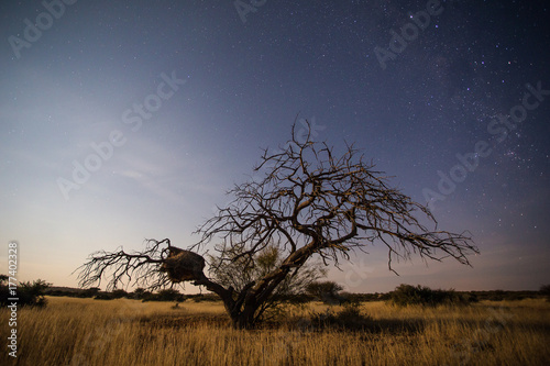 Photography Close up image of a tree during sunset in the karoo in South Africa