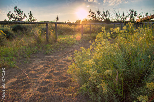 Sandy pathway with footprints and green plants, at sunset, with beautiful golden light. Porto Caleri botanical Park, Italy. photo