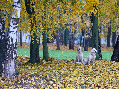 Moscow, Russia, October 2017, dog breed golden retriever for a walk in the autumn park