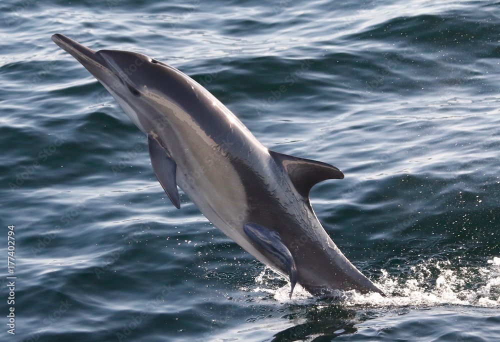 Fototapeta premium Common dolphin