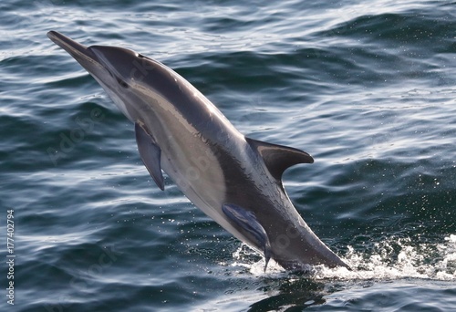 Common dolphin photo