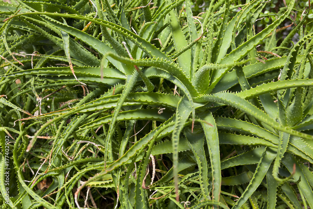 Aloe Vera, Aloe