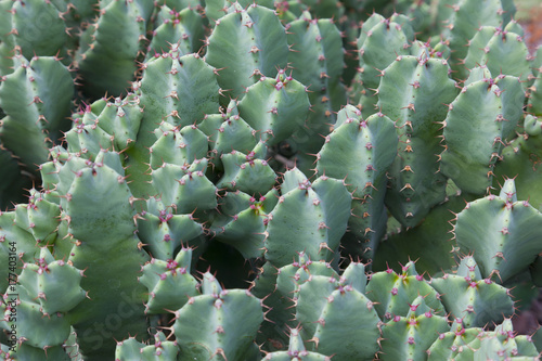 Vierkantige Euphorbie, Euphorbia resinifera, Harz-Wolfsmilch photo