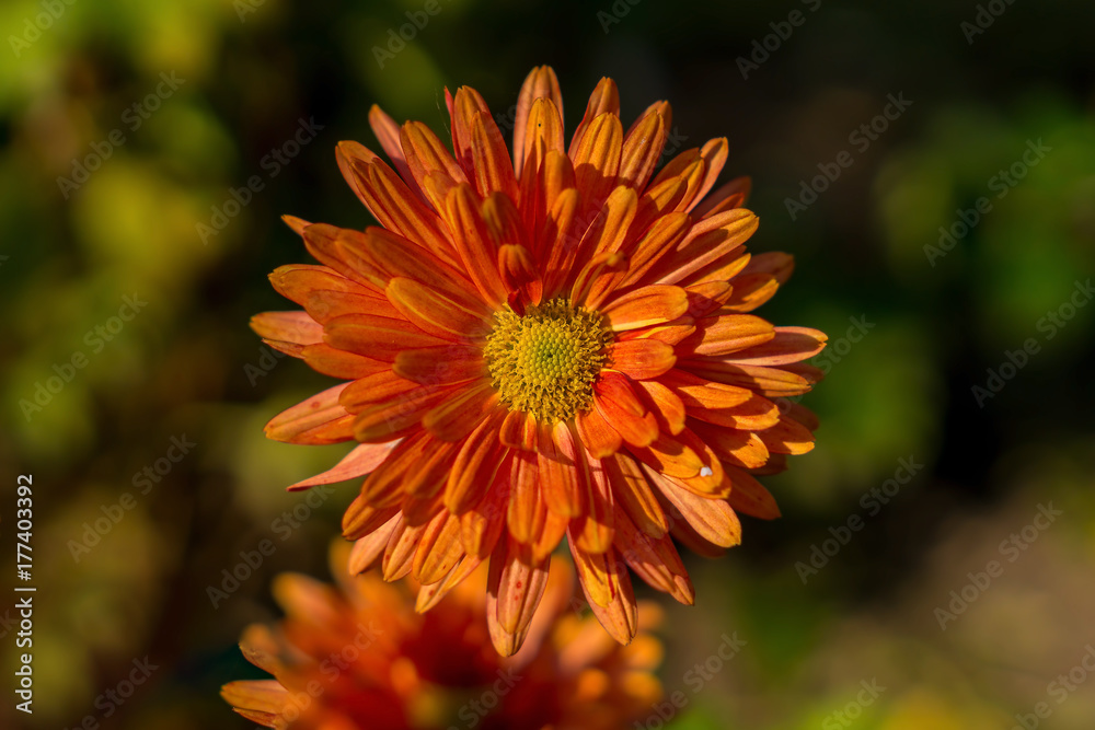 orange dahlie
