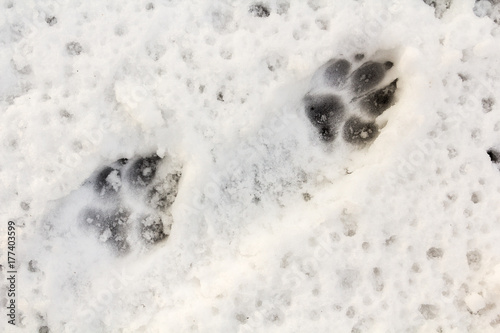 An animal track in the snow