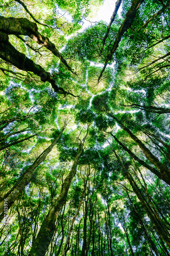 Under the Canopy photo