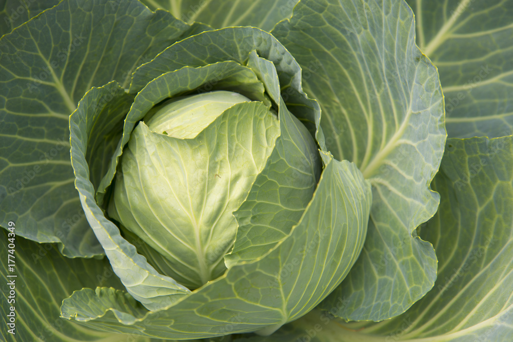 Fototapeta premium Cabbage growing in the garden at my farm.