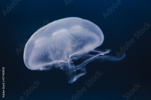 jellyfish floats in deep water