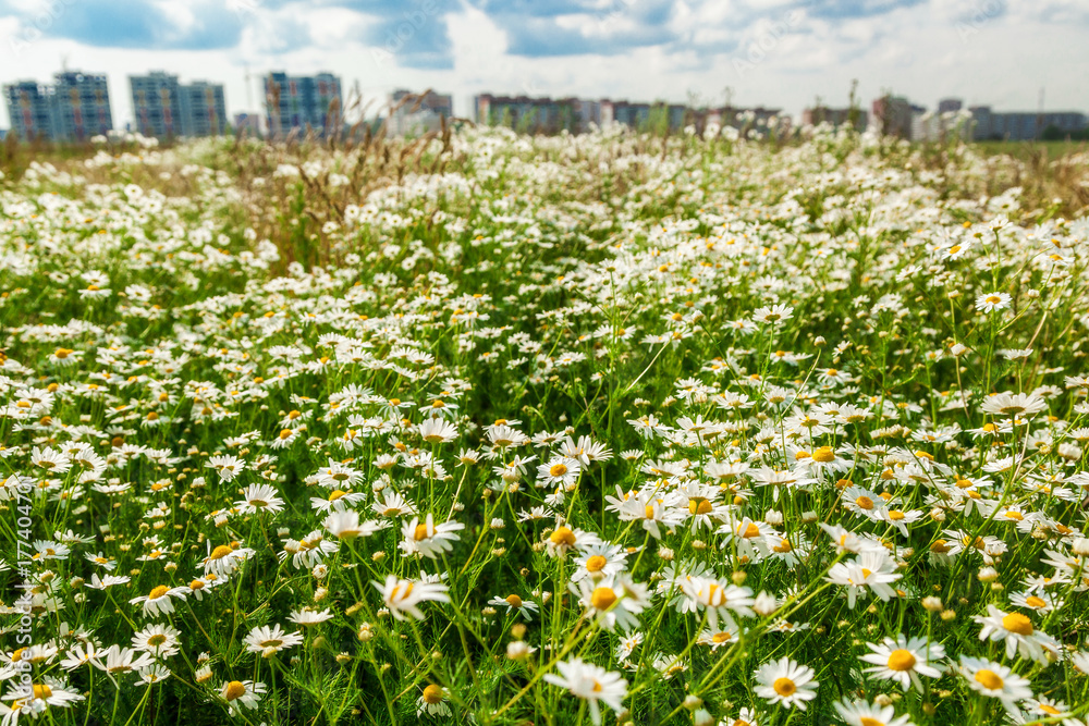 The flower field and multi-storey buildings