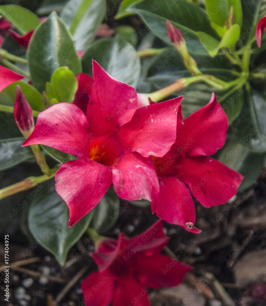 Flowers, Flowers, and More Flowers Flowers, Flowers, and More Flowers
