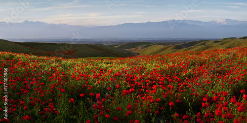 Spring landscape, glowing in the setting sun Maki.