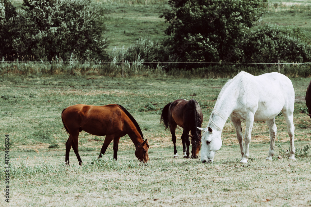 Fototapeta premium Horses herd on meadow field during summer