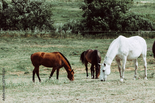 Horses herd on meadow field during summer