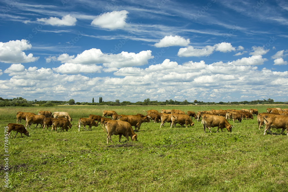 A herd of cows grazing on a meadow