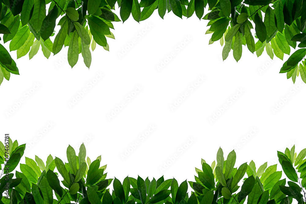 Fresh green leaves frame isolated white background Stock Photo | Adobe ...