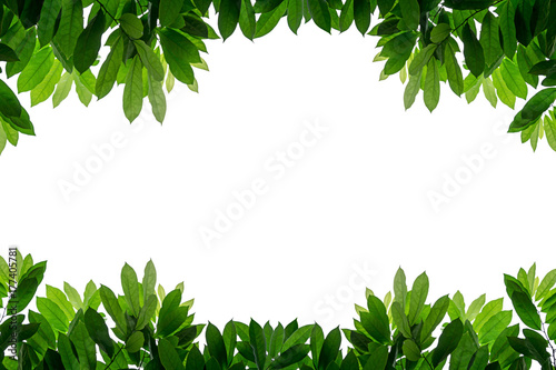 Fresh green leaves frame isolated white background