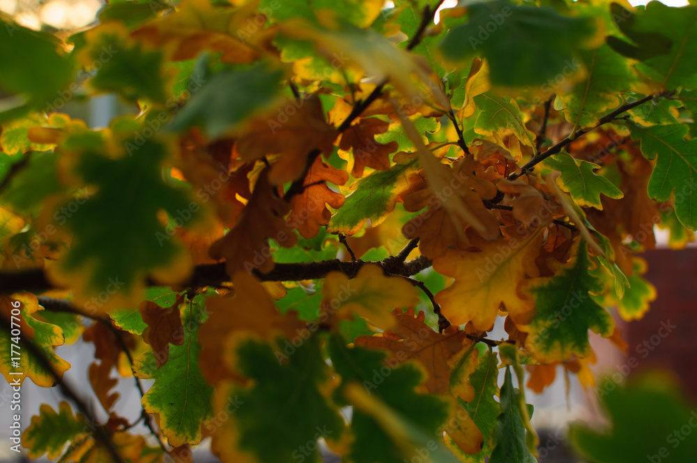Fototapeta premium Autumn leaves at sunset.
