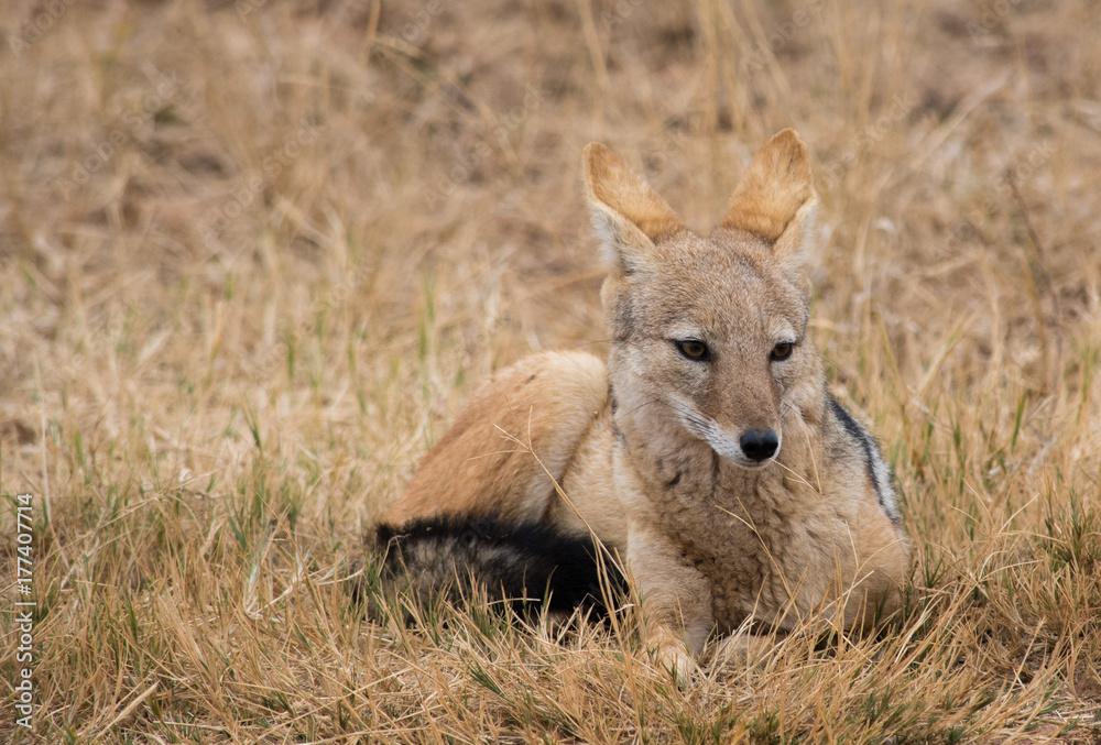 Obraz premium Black backed jackal