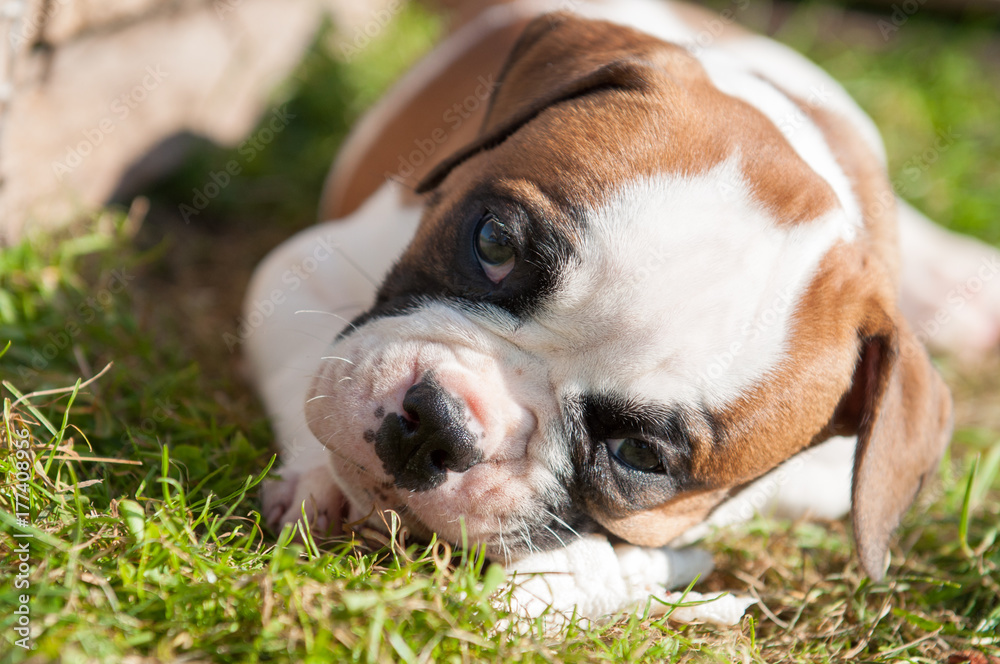 American Bulldog puppy is eating a chicken paw on nature American Bulldog puppy is eating a chicken paw on nature