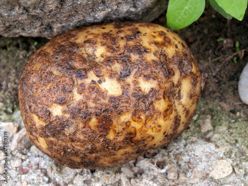 Photos Common scab