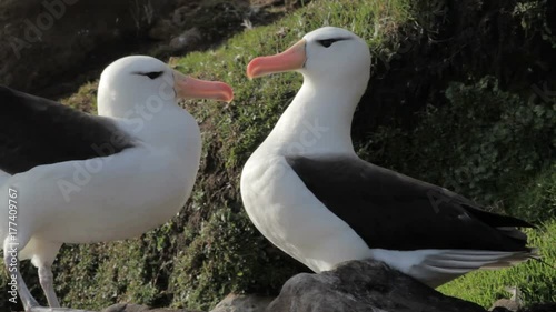Black-browed Albatrosses, Falkland Islands