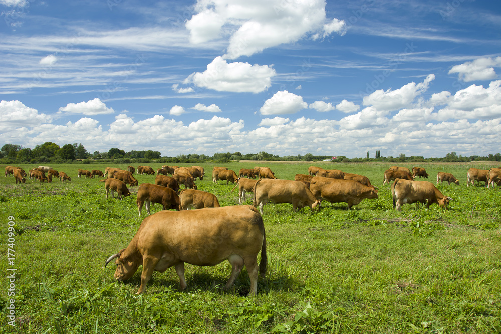 Cows on a pasture