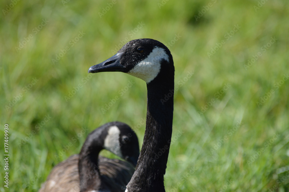Geese Geese