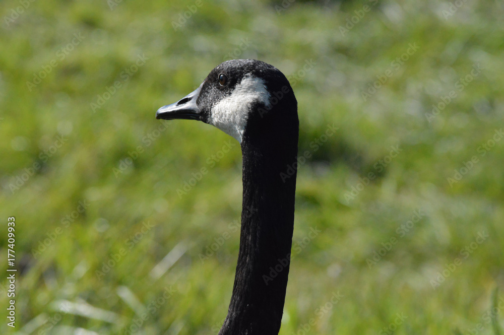 Geese Geese