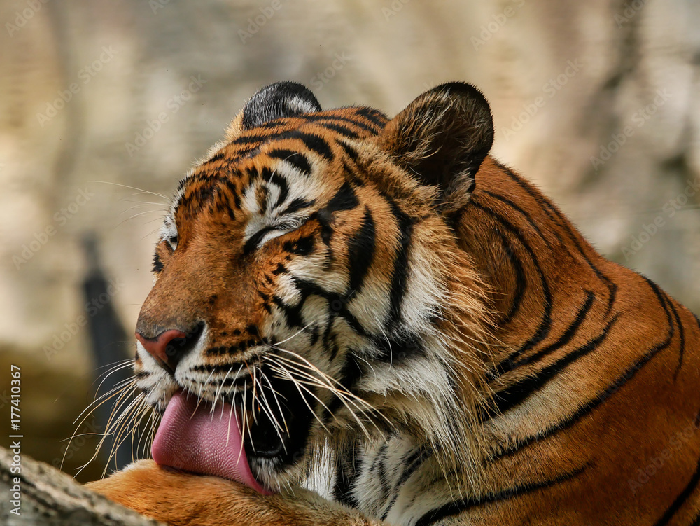 Obraz premium tiger