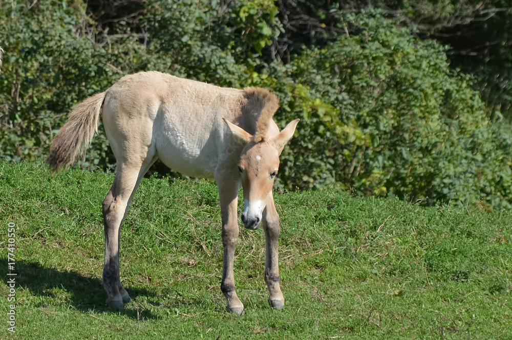 Wild Asian Horse Wild Asian Horse