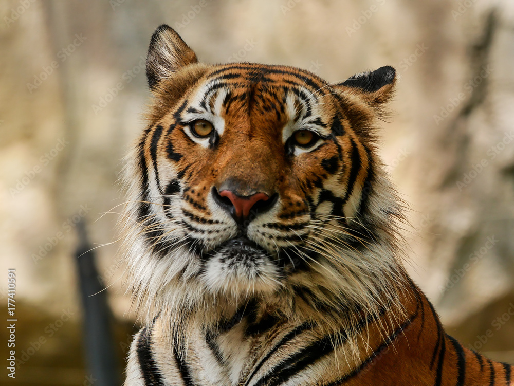 Fototapeta premium Tygrys