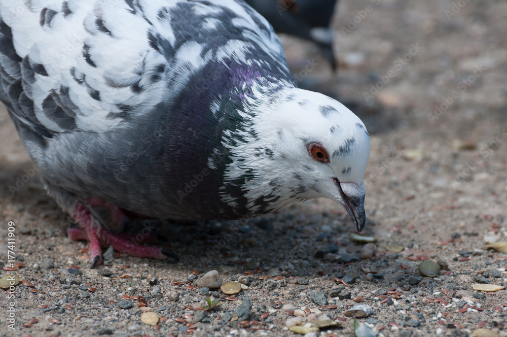 Fototapeta premium cute white dove eating seeds