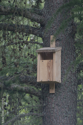 Birdhouse in forest 