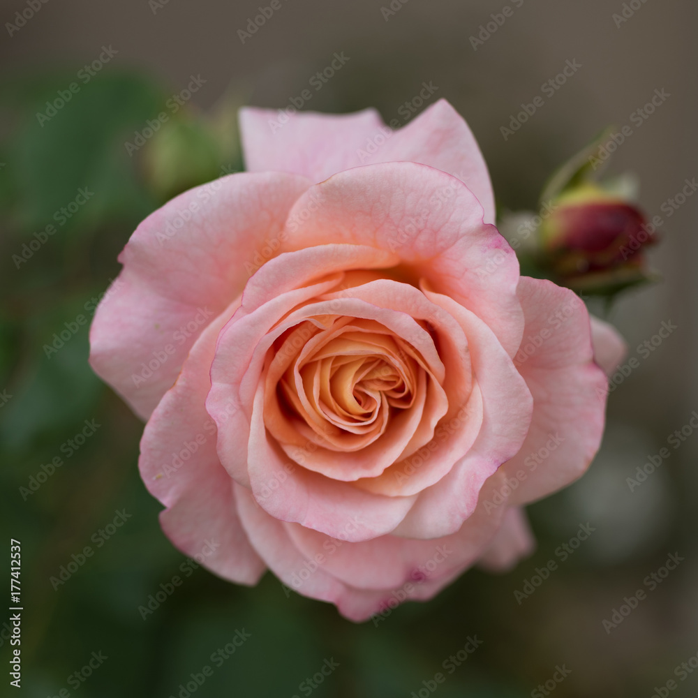 Pink Rose Pink Rose