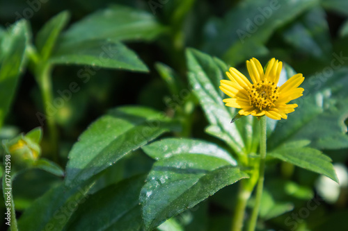 Singapore daisy close up shot