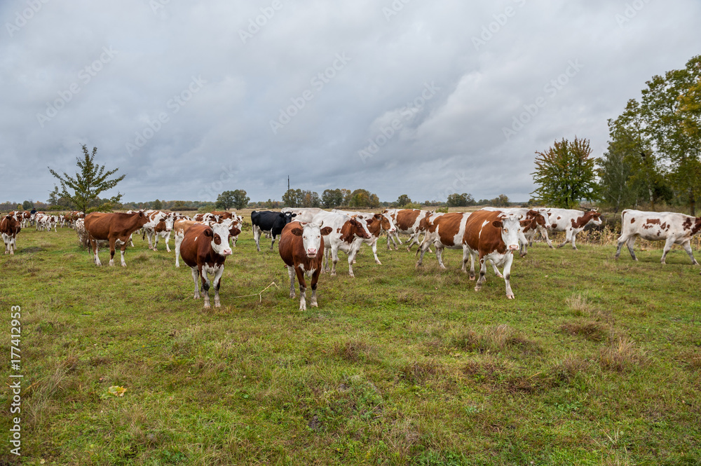 Cows on the field