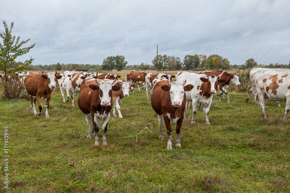 Cows on the field