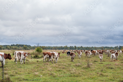 Cows on the field © Lev