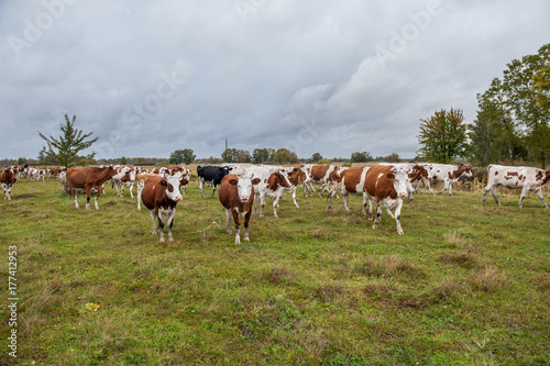 Fototapeta Naklejka Na Ścianę i Meble -  Cows on the field