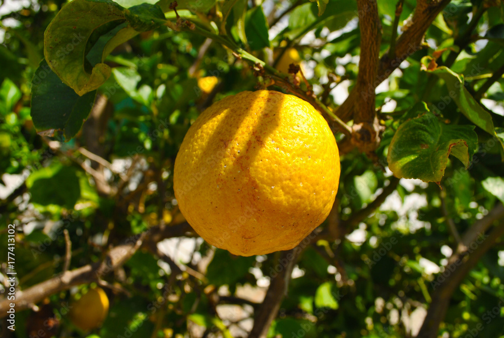 Yellow ripe lemon on tree branch close-up.