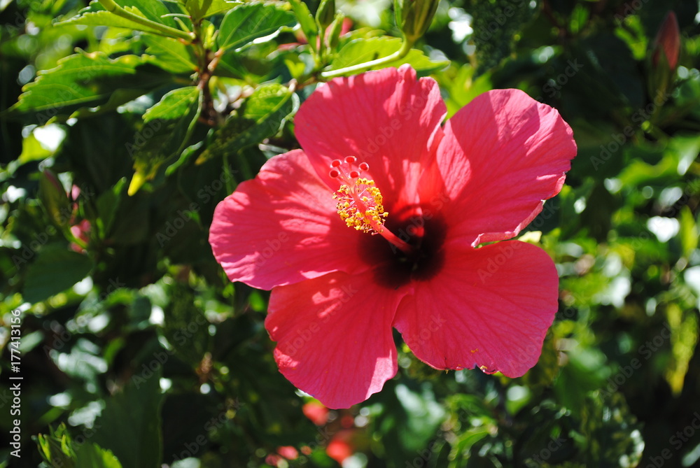 Red hibiscus flower with green leaves in background closeup. Red hibiscus flower with green leaves in background closeup.