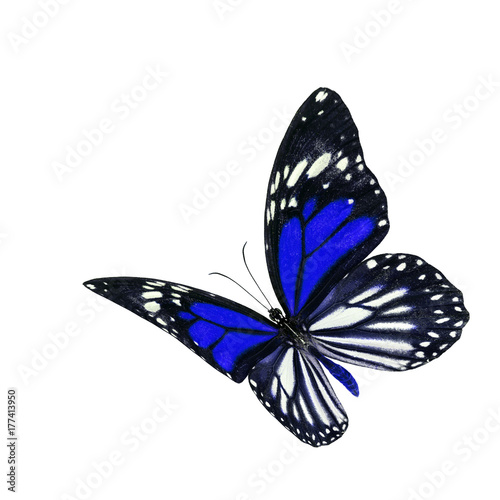 Beautiful flying blue and stripe wings butterfly, Danaus melanippus, Black Veined Tiger or White Tiger isolated on white background, fascinated nature photo