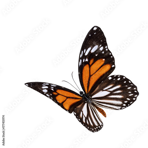 Beautiful flying oragne and stripe wings butterfly, Danaus melanippus, Black Veined Tiger or White Tiger isolated on white background, fascinated nature photo