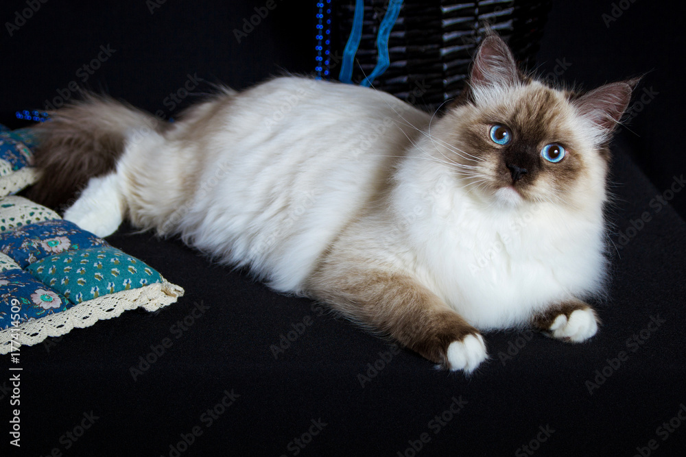 Fototapeta premium Neva masquerade cat on black background