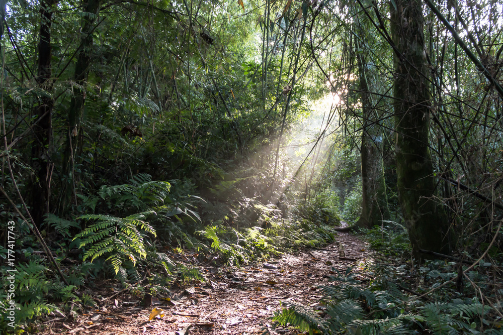 Raios de sol adentrando a floresta preservada Stock Photo | Adobe Stock